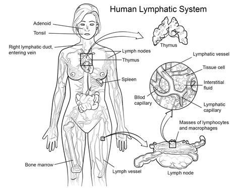 Lymphatic System Worksheet Coloring Page Coloring Worksheets My XXX
