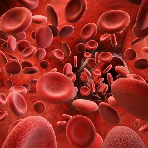 Erythrocytes are formed in the red bone marrow and afterward are found in the blood. What blood does, foods to keep it healthy, plus disorders ...