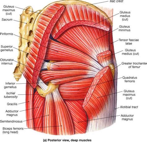 Anatomical drawing of the female pelvis. Posterior deep muscles of the pelvis | Hip workout, Muscle ...
