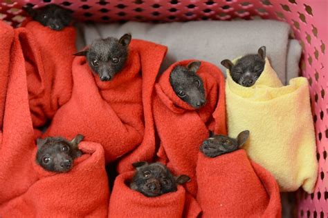 28 Little Red Flying Fox Pups Treated For Hypothermia Australian