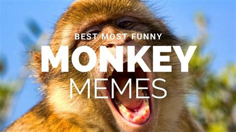 Funny Monkey Memes For Monkey Day In 2021 Funny Monkey Memes Monkeys