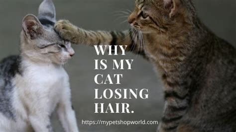 It is natural for your kitty to go through the natural cycle of growing and shedding hair. Why Is My Cat Losing Hair. | Best Pet Supplies