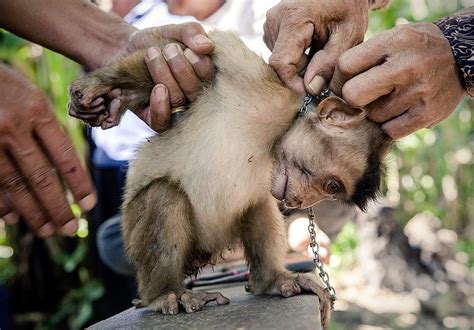 7 Tourist Attractions That Are Actual Torture For Animals News Of The