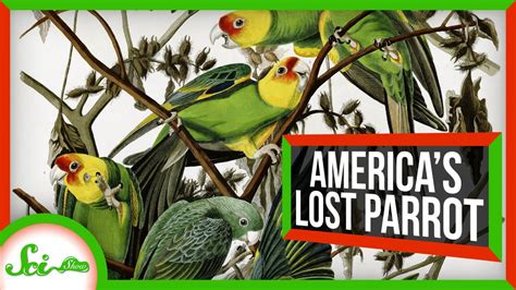 North Americas Lost Parrot Youtube