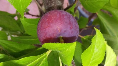 nadia sweet cherry x plum hybrid general fruit growing growing fruit