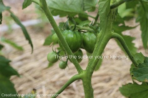 Creative Vegetable Gardenerhow To Prune Your Tomato