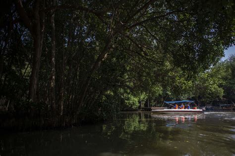 Jatna Supriatna Tambak Udang Vs Pelestarian Mangrove Lebih