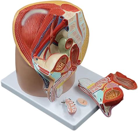 M Nnliches Becken Hoden Modell Mit Prostata M Nnliches Genitalsystem