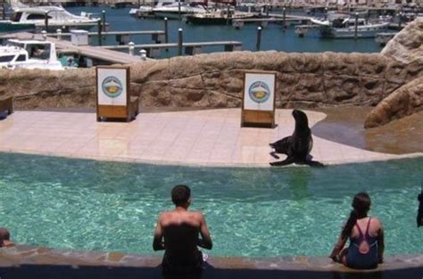 Sea Lion Encounter At Ocean World Puerto Plata