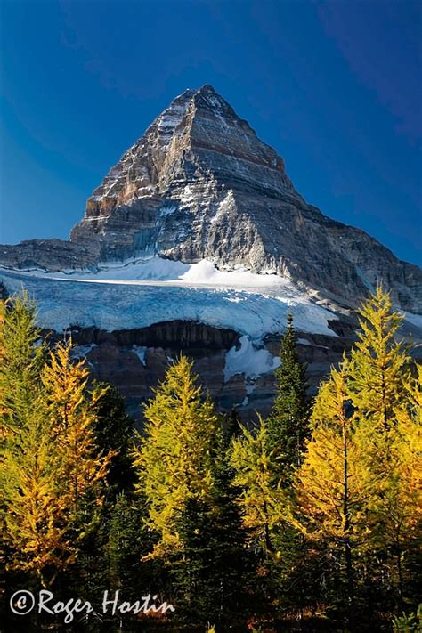 Mount Assiniboine And Alpine Larch Trees Roger Hostin Photography