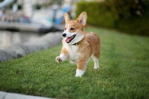 Advertise, sell, buy and rehome welsh corgi pembroke dogs and puppies with pets4homes. Pembroke Welsh Corgi Dog Breed Information, Pictures ...