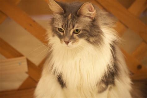 Cymric Manx Longhair Cat Breed Info Pictures Temperament And Traits