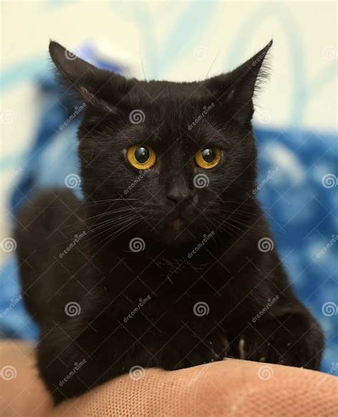 Beautiful Black Cat With Amber Eyes Stock Photo Image Of Coat