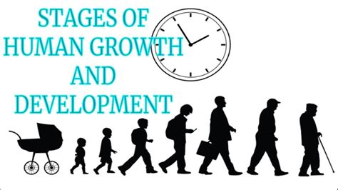 Stages Of Human Development The Complete Life Cycle Of Human In Different Stages