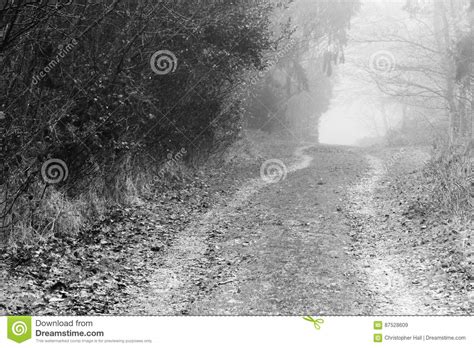 English Woodland On A Foggy Misty Morning Stock Image Image Of