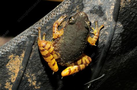 Saffron is an herb that is used for a variety of purposes. Saffron-bellied Frog, Malaysia - Stock Image - F031/9190 ...