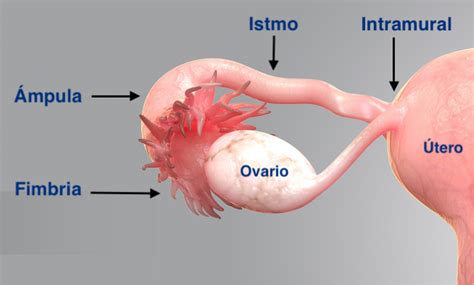 Anatomia Da Tuba Uterina
