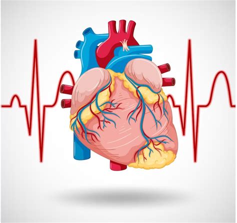 Tachycardia Types Cause Symptoms Treatment Mobile Physio