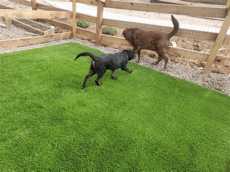 How To Clean Artificial Turf And Remove Pet Odors Turf Pros Solution
