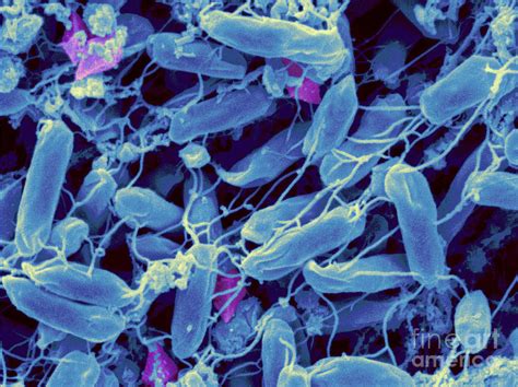 Bacillus Thuringiensis Bacteria Photograph By Scimat Pixels Merch