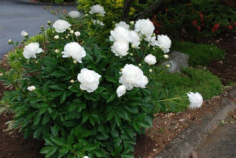 Peonies Require Very Little Care Ever What Grows There Hugh Conlon