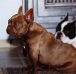 File:Liver French Bulldog.jpg - Wikipedia