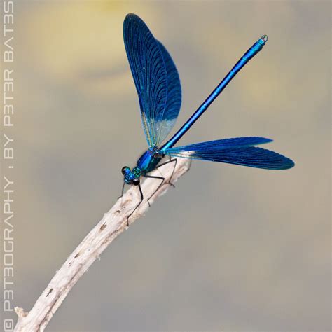 Flying Blue By Peter Bates 500px Dragonfly Photos Dragonfly Insect