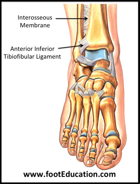 Ligaments Of The Foot And Ankle Overview Footeducation