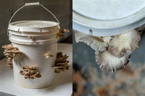 How To Grow Mushrooms Indoors Diy