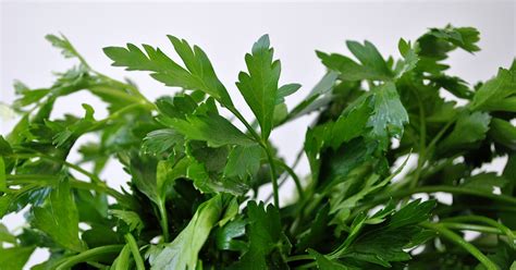 These Parsley Skin Benefits Are So Good, You'll Forget You Were Ever Supposed To Be Putting It ...
