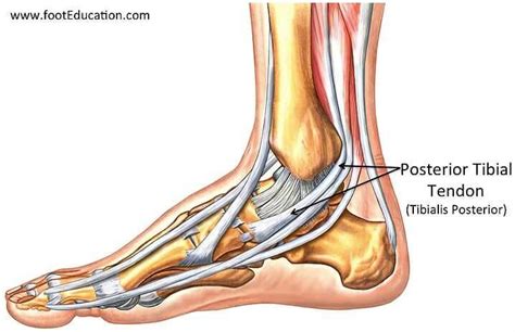 Tibialis Posterior Tendinopathy Pain Around Inside Ankle Bone Fit Feet Podiatry