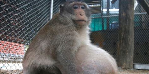 Thailands Chunky Monkey On Diet After Gorging On Junk Food Fox News