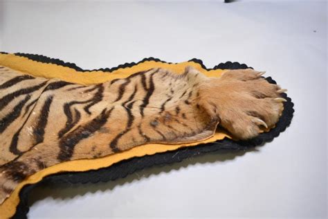 Lot Tiger Skin Rug With Full Head Mount