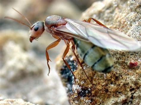 Signs Of Carpenter Ant Infestation How To Identify And Deal With These