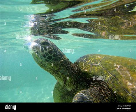Hawaiian Green Sea Turtle Near The North Shore Of Oahu Hawaii Stock