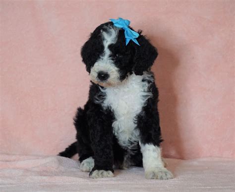 F1b Sheepadoodle For Sale Baltic Oh Male Rocky Check Out Our Video Ac Puppies Llc