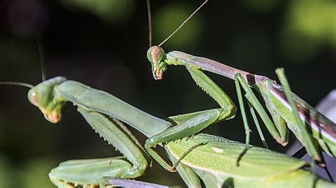 What Do Praying Mantis Eat A Complete Guide School Of Bugs