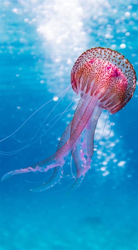 About Wild Animals Picture Of A Beautiful Jellyfish