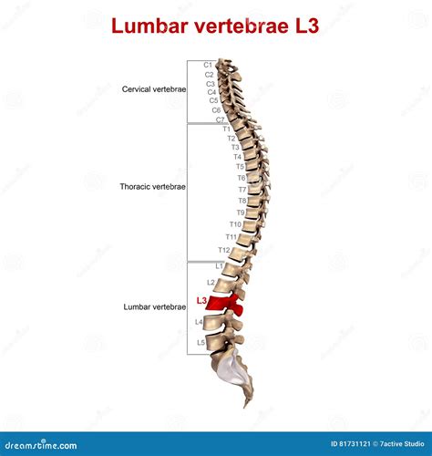 Vertèbres Lombaires L3 Illustration Stock Illustration Du Spinal