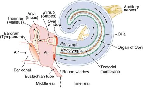 Organ Of Corti Ear Diagram