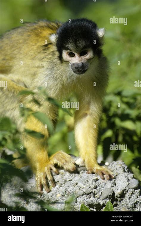 Primates And Monkeys Hi Res Stock Photography And Images Alamy