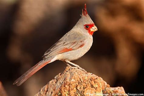 Desert Cardinal Pyrrhuloxia Cardinal Pyrrhuloxia Le Cardinal