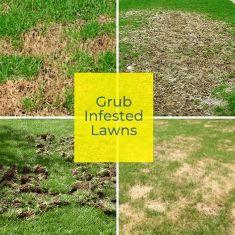 How Often To Treat Lawn For Grubs