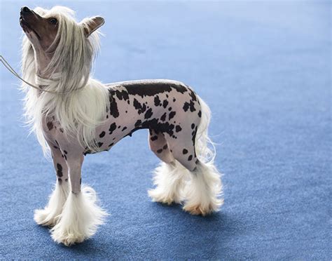 Chinese Crested Temperament Lifespan Shedding Puppy