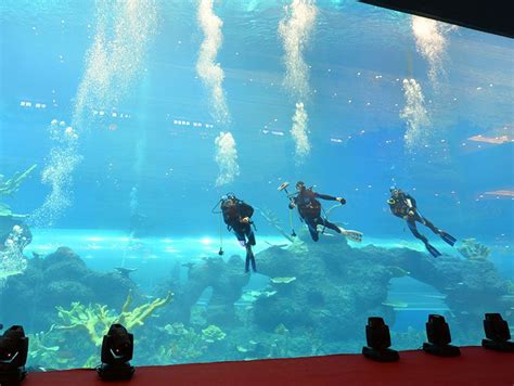 Cube Oceanarium Main Tank Public Aquarium Aquarium Installation