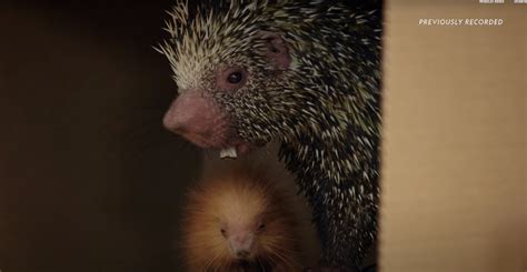 Its All About The Porcupines On This Weeks Magic Of Disneys Animal