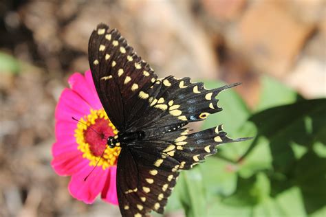 Arizona Butterflies And Moths Of North America