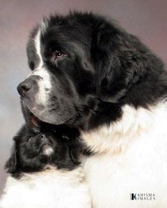 With big, kindhearted temperaments, newfoundlands are intelligent vet checked, shots, health guarantee and references. Newfoundland Puppies and Newfoundland Dogs for Sale from ...