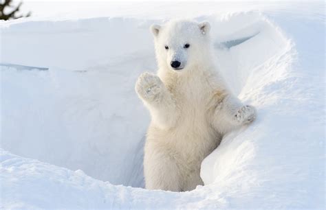 Baby Polar Bear Cubs Playing Images Galleries With