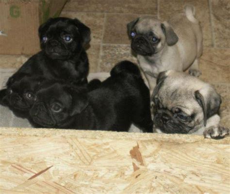 Puppyfinder.com is your source for finding an ideal pug puppy for sale in south carolina, usa area. AKC PUG PUPPIES for Sale in Virginia Beach, Virginia Classified | AmericanListed.com